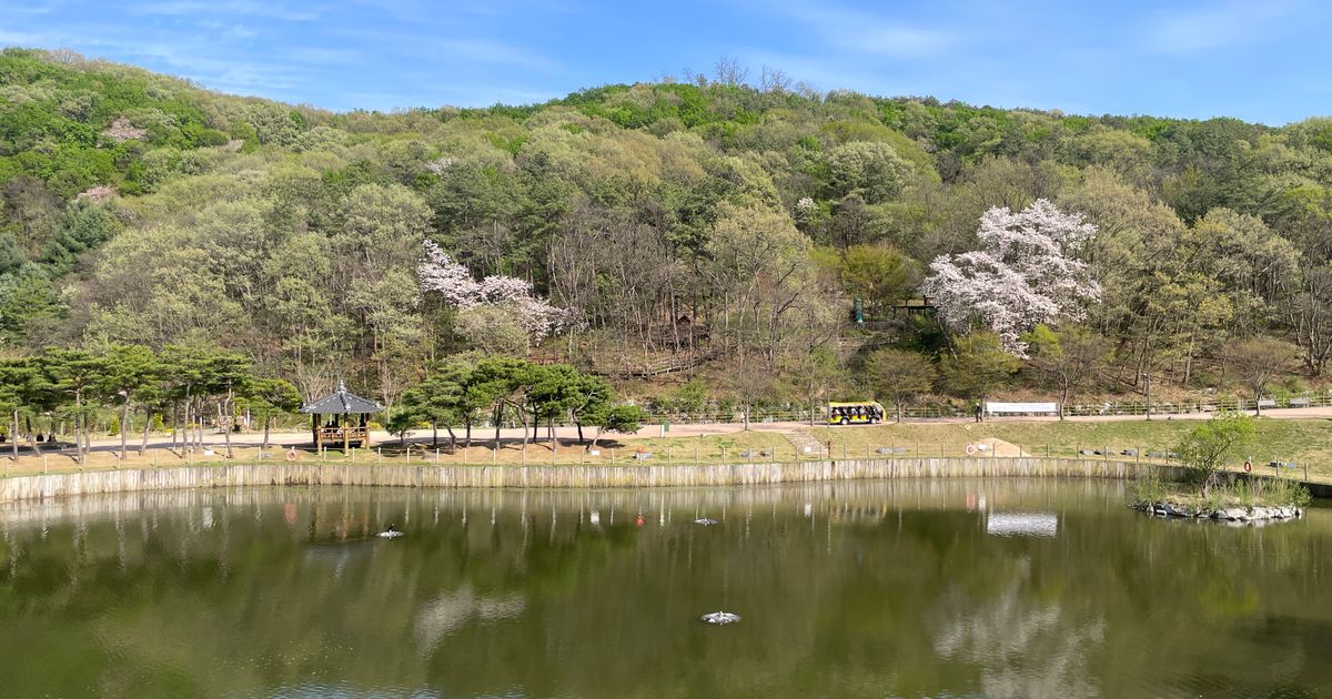 벚꽃이 핀 봄 산자락과 그 아래 잔잔한 연못
