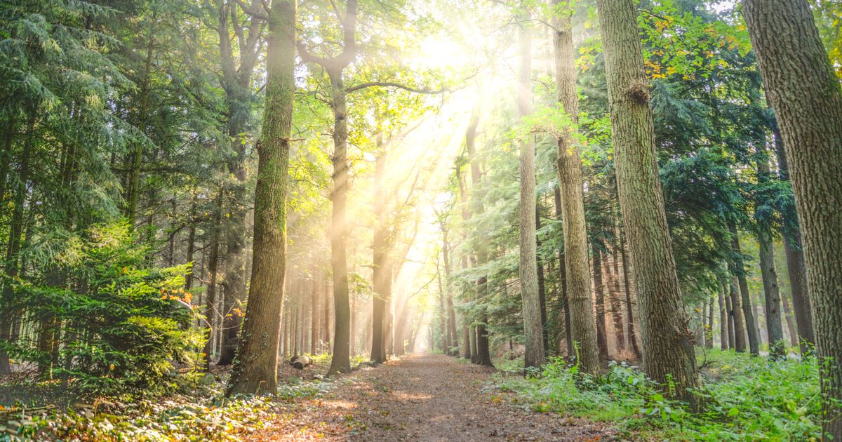 키 큰 나무 사이로 햇살이 쏟아지는 숲속 오솔길